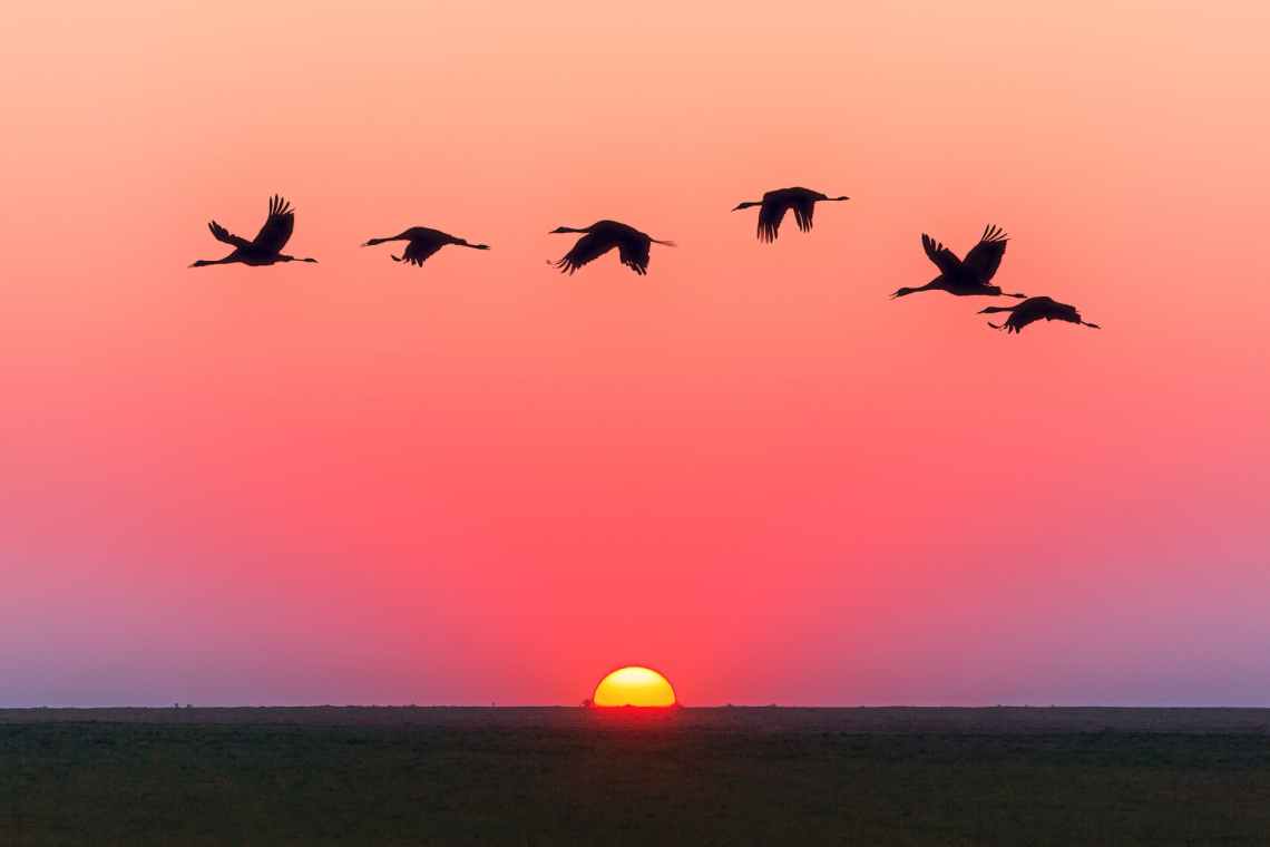 birds flying over body of water during golden hour