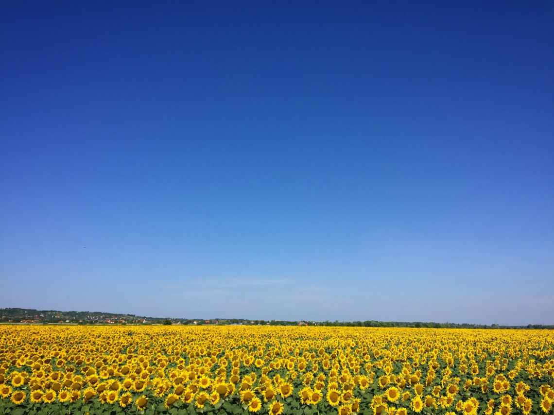agriculture blooming blossom blue sky